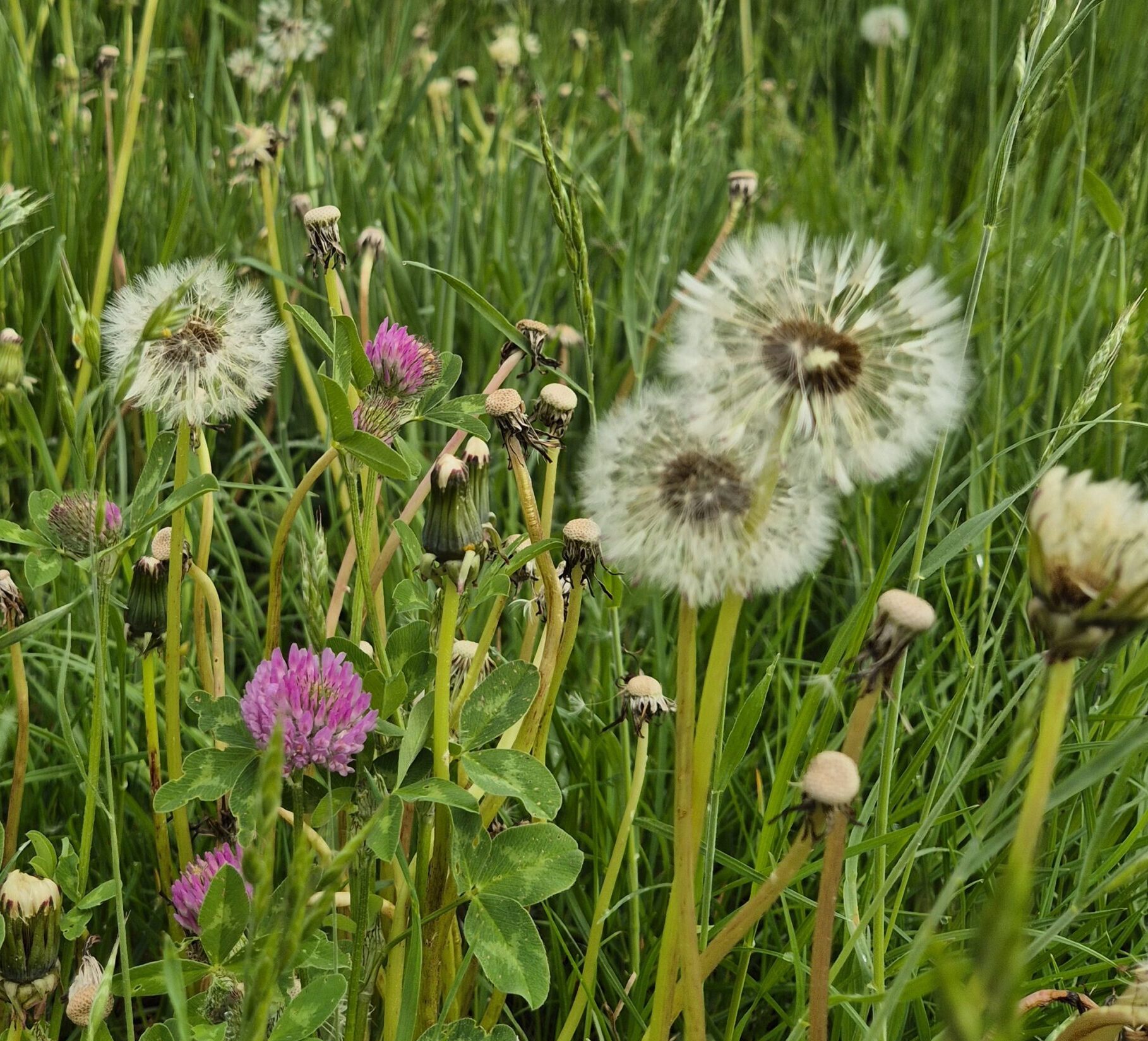 Paardenbloem: Wensbloem, Geluksvogel of Gewoon Onkruid?